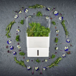 Cole & Mason Fresh Cut Herb Keeper