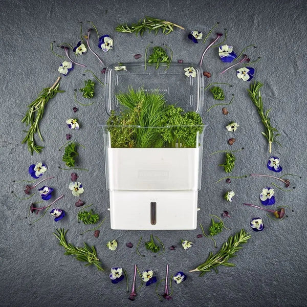 Cole & Mason Fresh Cut Herb Keeper