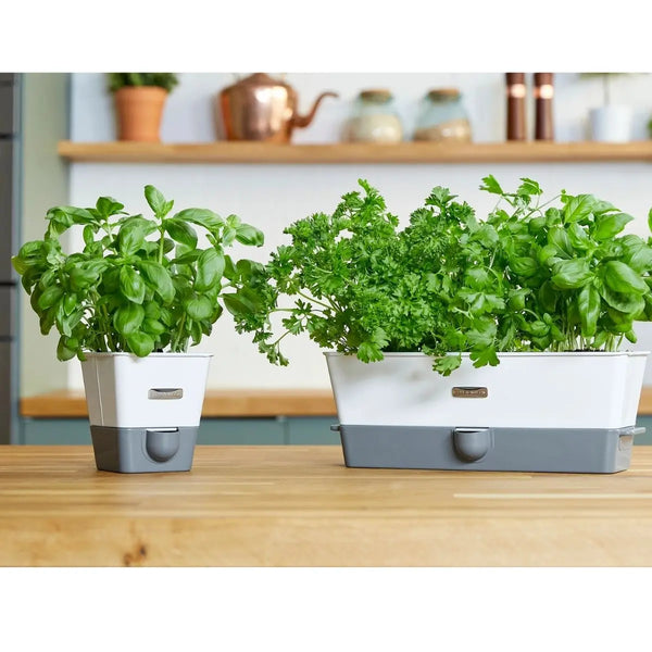 Cole & Mason Self Watering Herb Keeper Single