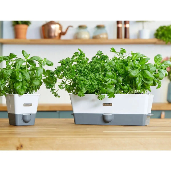 Cole & Mason Self Watering Herb Keeper Triple